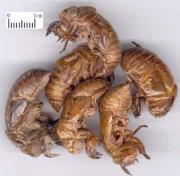 Cryptotympana-cigarra.jpg